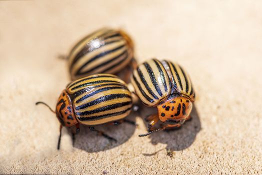 Many Colorado potato beetle.Potato bugs on foliage of potato in nature, natural background, close view.Colorado beetle eats a potato leaves young.Colorado potato beetle on a light background.