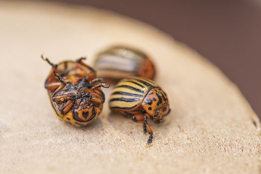 Many Colorado potato beetle.Potato bugs on foliage of potato in nature, natural background, close view.Colorado beetle eats a potato leaves young.Colorado potato beetle on a light background.