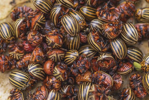 Many Colorado potato beetle.Potato bugs on foliage of potato in nature, natural background, close view.Colorado beetle eats a potato leaves young.Colorado potato beetle on a light background.