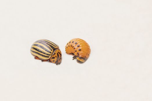 Potato bugs on foliage of potato in nature, natural background, close view.Colorado beetle eats a potato leaves young.