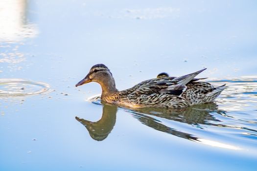 Ducks in freedom in the natural landscape of Nules