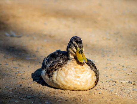 Ducks in freedom in the natural landscape of Nules