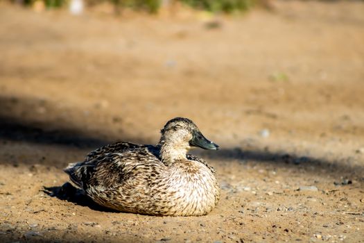 Ducks in freedom in the natural landscape of Nules