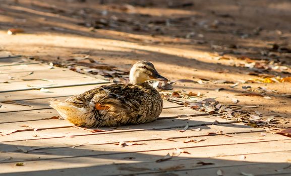Ducks in freedom in the natural landscape of Nules