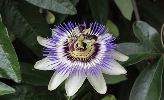 close up of Passiflora caerulea, the blue passionflower, bluecrown passionflower or common passion flower, blooming in garden