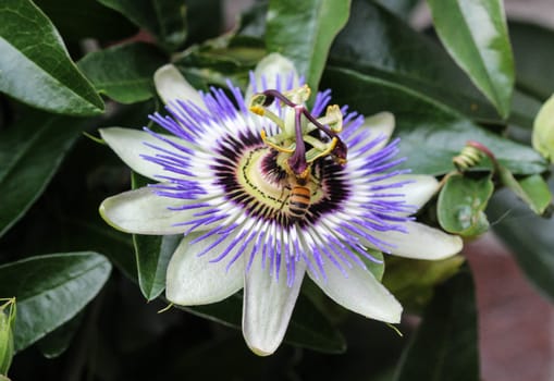 close up of Passiflora caerulea, the blue passionflower, bluecrown passionflower or common passion flower, blooming in garden