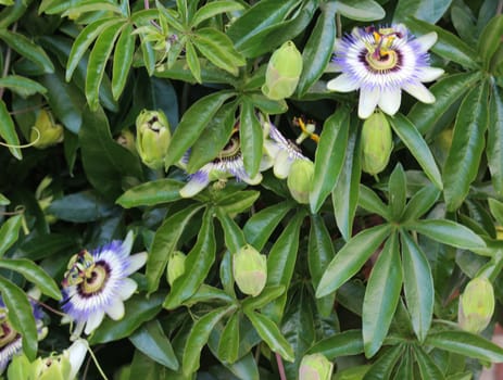 close up of Passiflora caerulea, the blue passionflower, bluecrown passionflower or common passion flower, blooming in garden