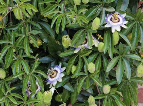 close up of Passiflora caerulea, the blue passionflower, bluecrown passionflower or common passion flower, blooming in garden