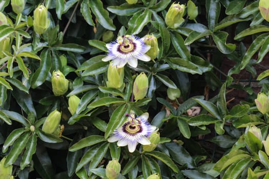 close up of Passiflora caerulea, the blue passionflower, bluecrown passionflower or common passion flower, blooming in garden