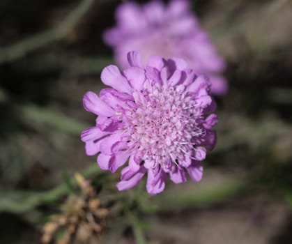 close up of Knautia arvensis flower, commonly known as field scabious blooming during spring