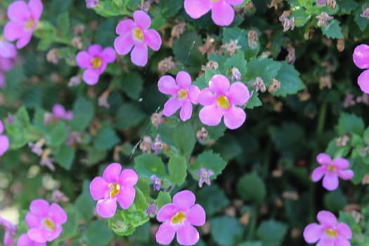 close up of Aubrieta deltoidea, also know as lilacbush, purple rock cress and rainbow rock cress