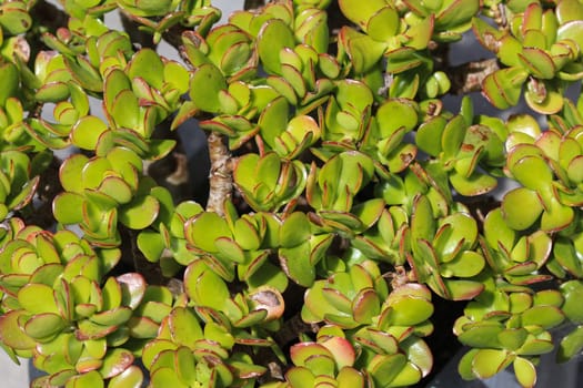 close up of Crassula ovata, commonly known as jade plant, lucky plant, money plant or money tree