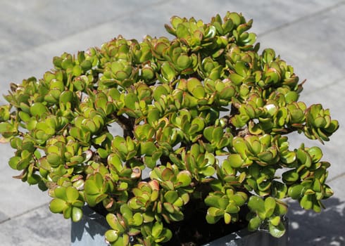 close up of Crassula ovata, commonly known as jade plant, lucky plant, money plant or money tree