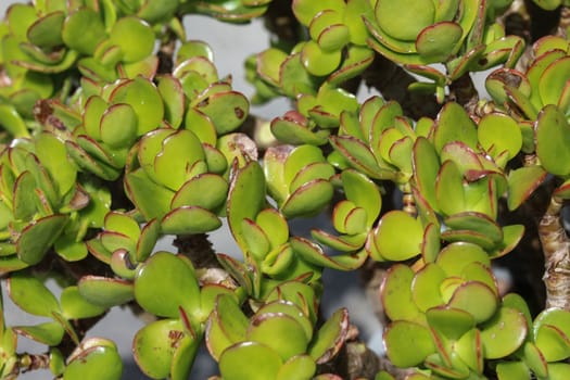 close up of Crassula ovata, commonly known as jade plant, lucky plant, money plant or money tree