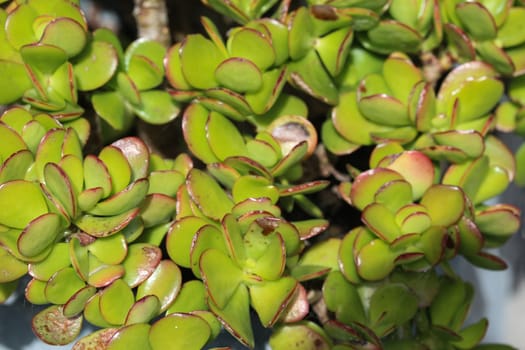 close up of Crassula ovata, commonly known as jade plant, lucky plant, money plant or money tree