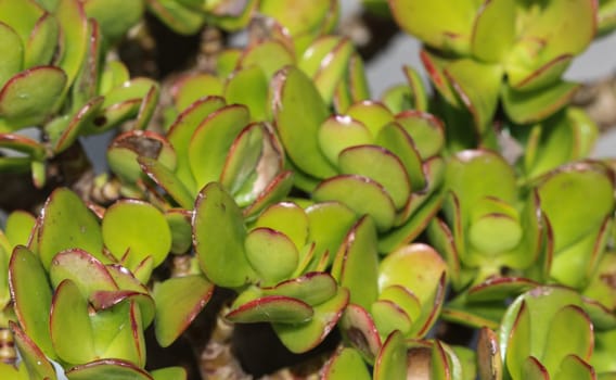 close up of Crassula ovata, commonly known as jade plant, lucky plant, money plant or money tree