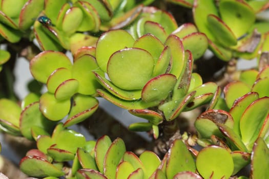 close up of Crassula ovata, commonly known as jade plant, lucky plant, money plant or money tree