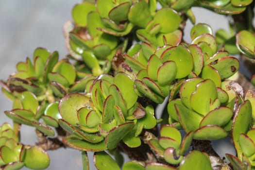 close up of Crassula ovata, commonly known as jade plant, lucky plant, money plant or money tree