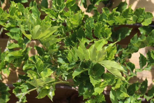 close up of Wisteria sinensis (Chinese wisteria) leaves in garden