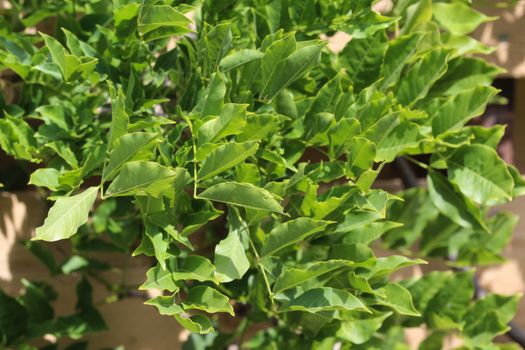 close up of Wisteria sinensis (Chinese wisteria) leaves in garden