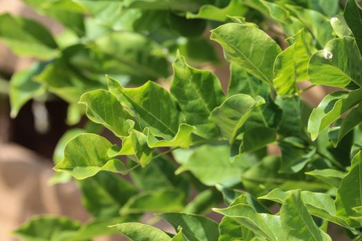 close up of Wisteria sinensis (Chinese wisteria) leaves in garden