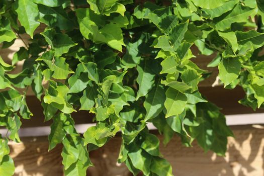 close up of Wisteria sinensis (Chinese wisteria) leaves in garden