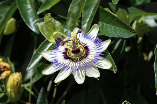 close up of Passiflora caerulea, the blue passionflower, bluecrown passionflower or common passion flower, blooming in garden