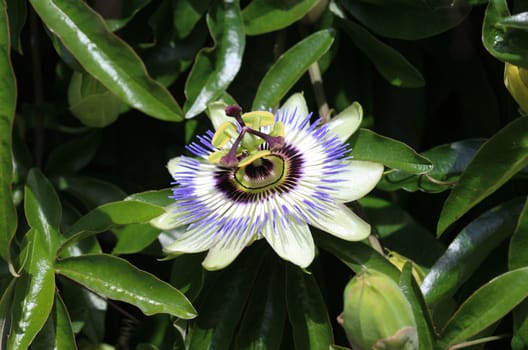 close up of Passiflora caerulea, the blue passionflower, bluecrown passionflower or common passion flower, blooming in garden