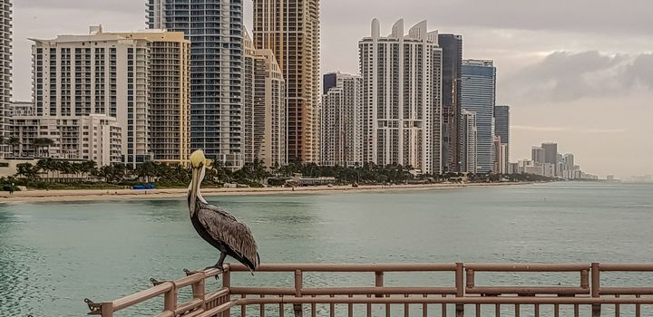 Pelican Ontop Of Pier in Sunny Isle Beach Florica