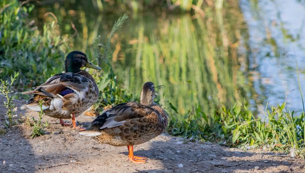 Ducks in freedom in the natural landscape of Nules