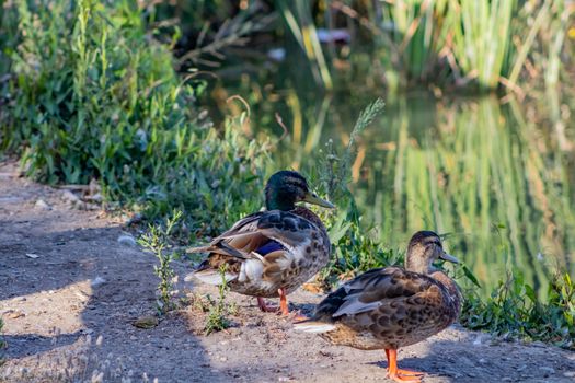 Ducks in freedom in the natural landscape of Nules