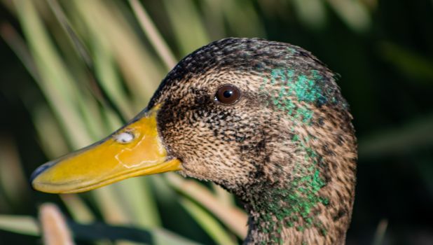 Ducks in freedom in the natural landscape of Nules