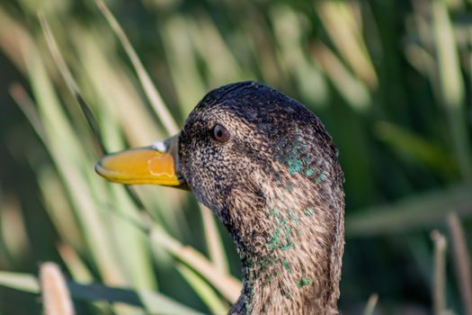 Ducks in freedom in the natural landscape of Nules