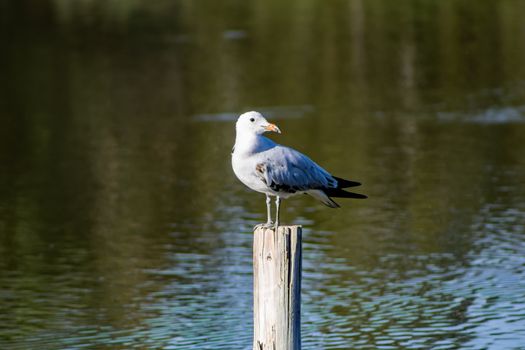 Bird perched on a pole in the natural landscape of Nules