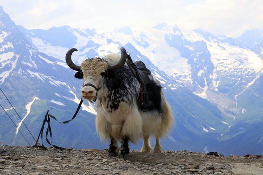 Yak in the mountains of Dombai in Karachay-Cherkessia