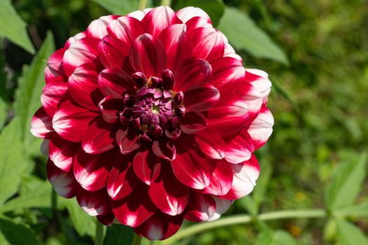 Dahlia (Dahlia), flowers of summer
