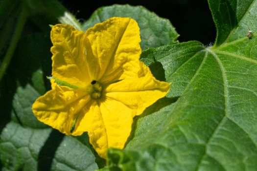 Blossom of cucumber plant (Cucumis sativus)