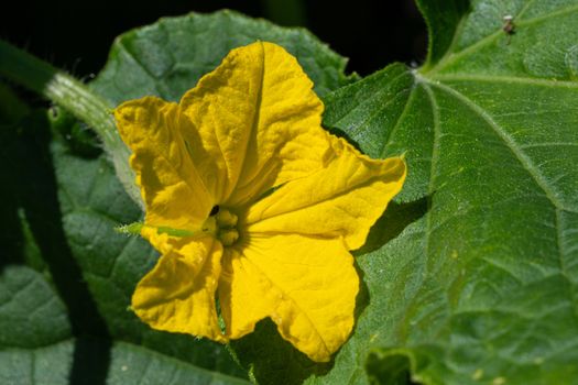 Blossom of cucumber plant (Cucumis sativus)