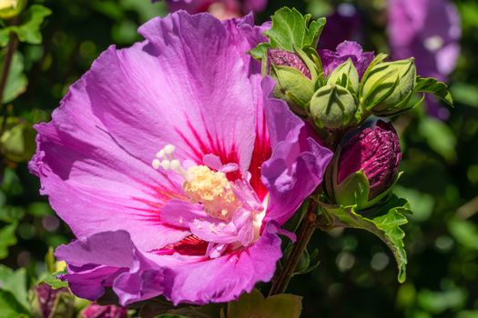 Rose althea (Hibiscus syriacus), flowers of summer