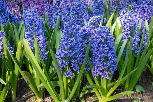 Common Hyacinth (Hyacinthus orientalis), flowers of springtime