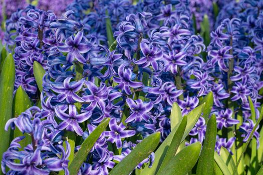 Common Hyacinth (Hyacinthus orientalis), flowers of springtime