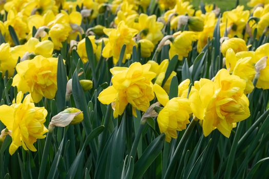 Daffodil (Narcissus), flowers of springtime