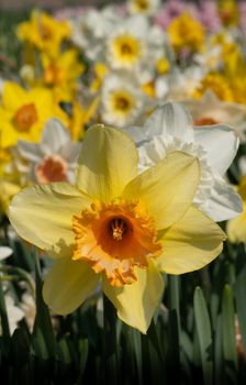Daffodil (Narcissus), flowers of springtime
