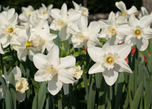 Daffodil (Narcissus), flowers of springtime