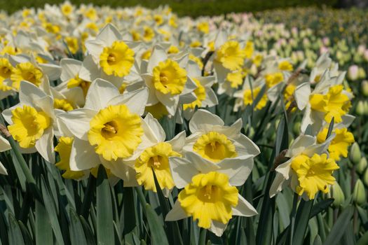 Daffodil (Narcissus), flowers of springtime