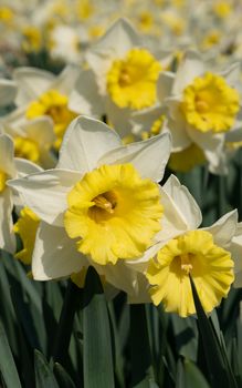 Daffodil (Narcissus), flowers of springtime