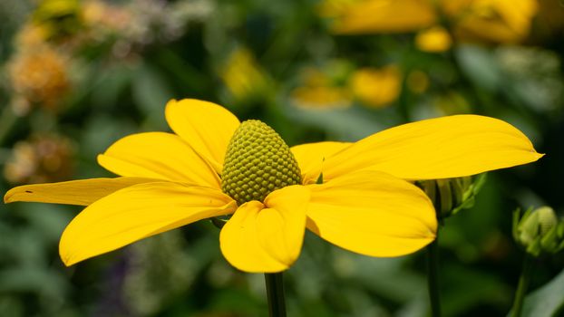 Shiny Coneflower (Rudbeckia nitida), flowers of summer