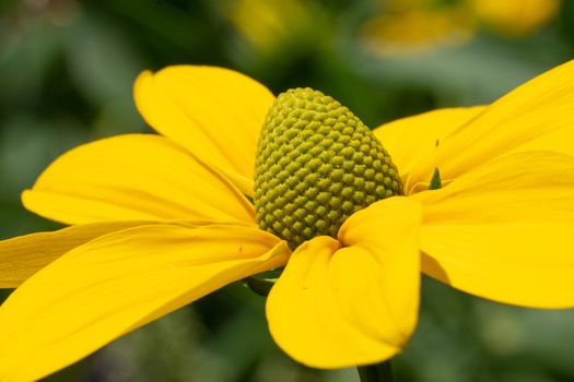 Shiny Coneflower (Rudbeckia nitida), flowers of summer