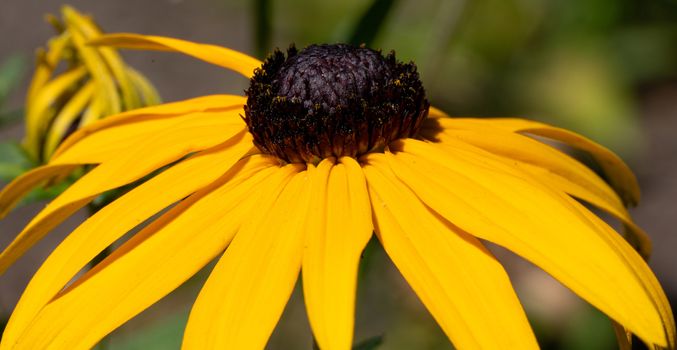 Orange Coneflower 'Goldsturm' (Rudbeckia fulgida), flowers of summer