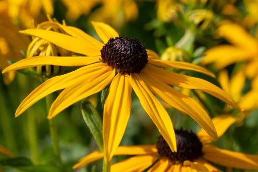 Orange Coneflower 'Goldsturm' (Rudbeckia fulgida), flowers of summer